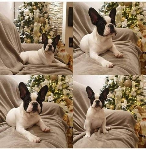 Francuski buldog štenci