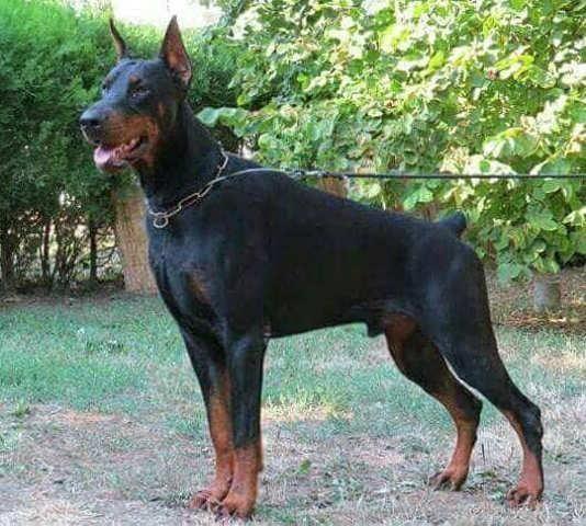 DOBERMAN-stenci-vrhunskog-porekla