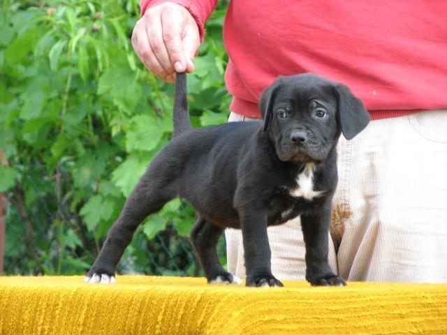 Cane-corso-stenci