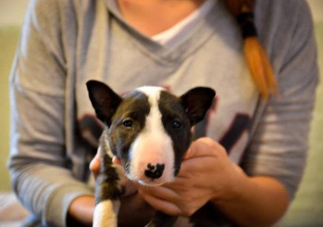 BULL TERRIER odlicno zensko stene