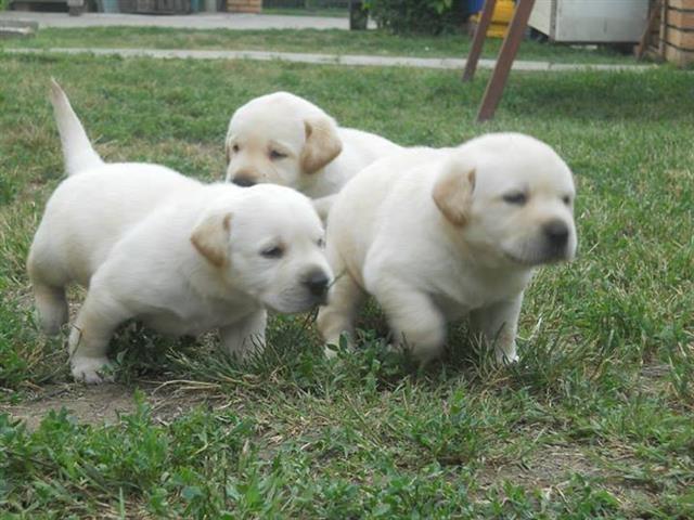 Labrador stenci Vrhunskog porekla