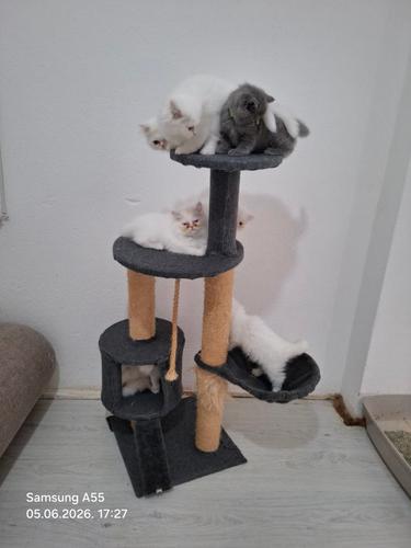 Persijski mačići piggy look