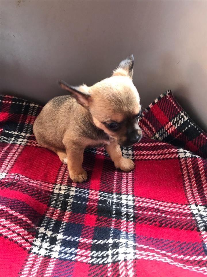 Pembroke-welsh-corgi-raskošni-štenad-