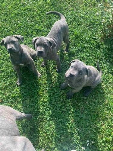 Cane Corso, štenci