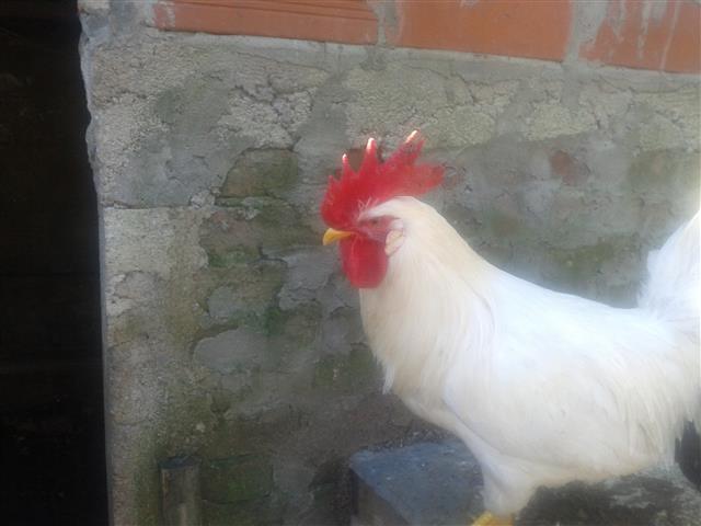 Leghorn-pilici-prepelice