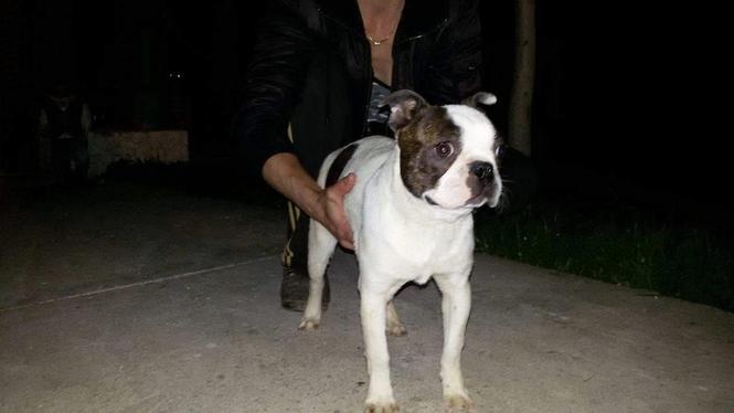 BOSTON TERRIER stenad stara 4 meseca