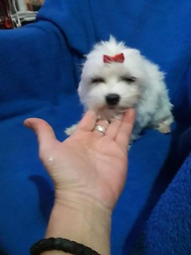 Maltezer 