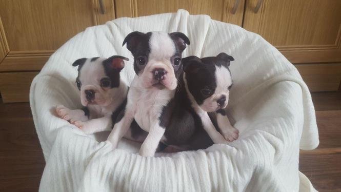 Awesome Boston Terrier štene na prodaju