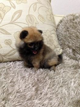 Pomeranski spic Boo