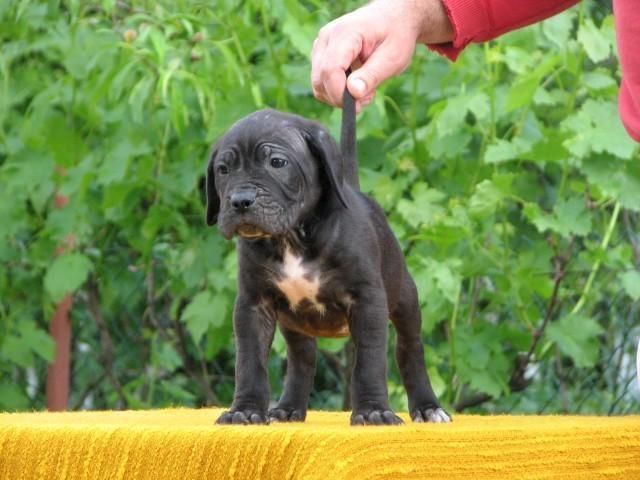 Cane-corso-stenci