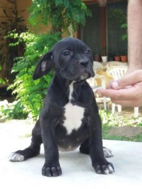 Cane-Corso--ženkica-POVOLJNO