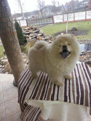 Chow chow cau cau stenad