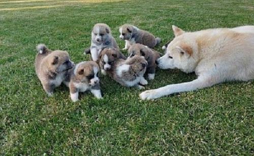 Akita-Inu-štenci