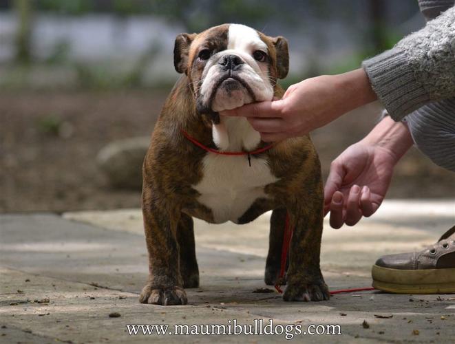 MAUMIBULLDOGS vam sa ponosom predstavlja nova fant
