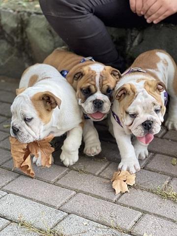 Engleski-buldog--štenci-na-prodaju