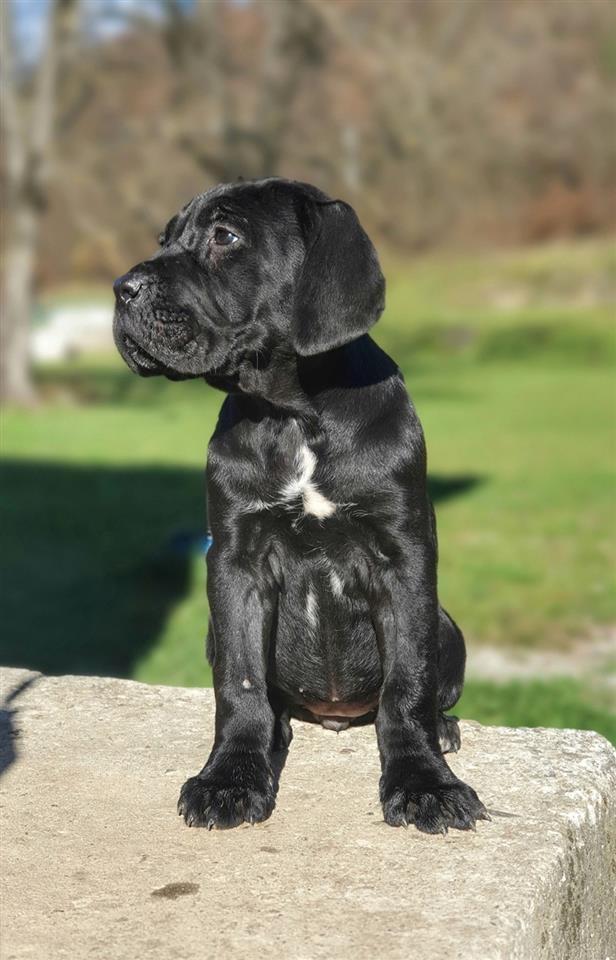 Zenka-Cane-Corso