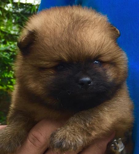 Pomeranski spic Boo stenci