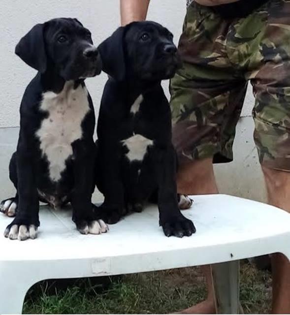 Cane-Corso
