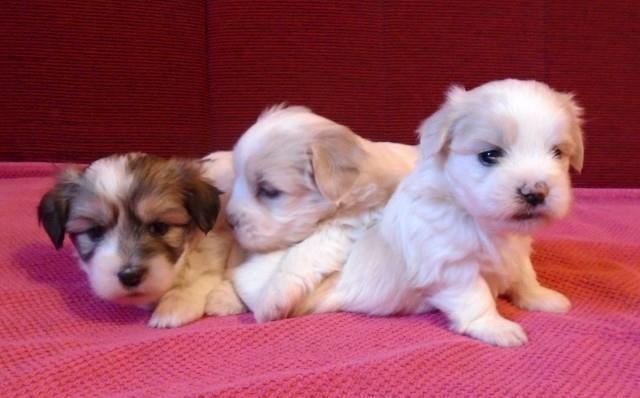 Coton de Tulear -Tulearski pas