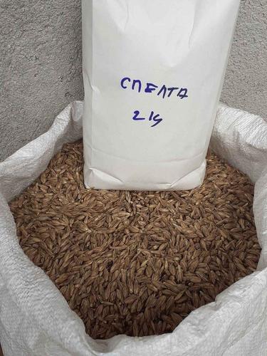 Speltino  brasno