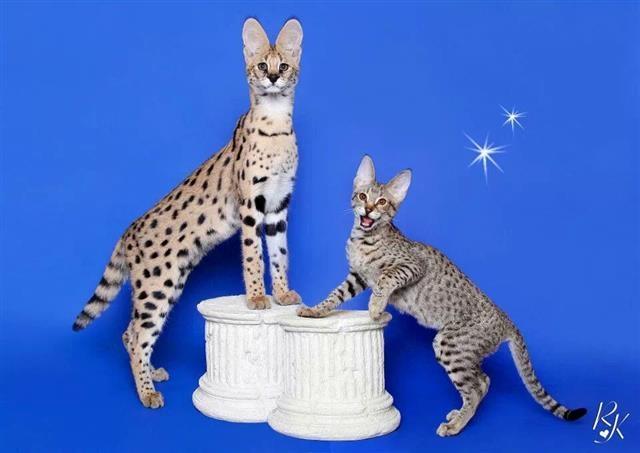 Savannah macici-kittens