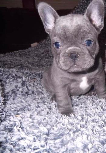 Frenchie