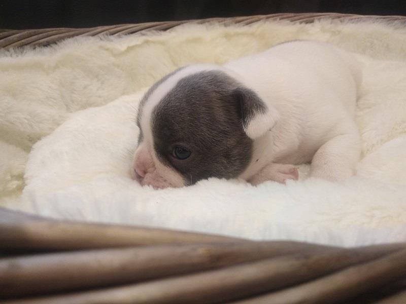 Francuski-buldog-Premium-quality
