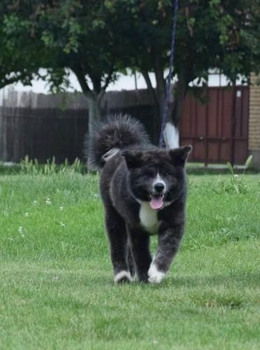 Musko stene Akita Inu 