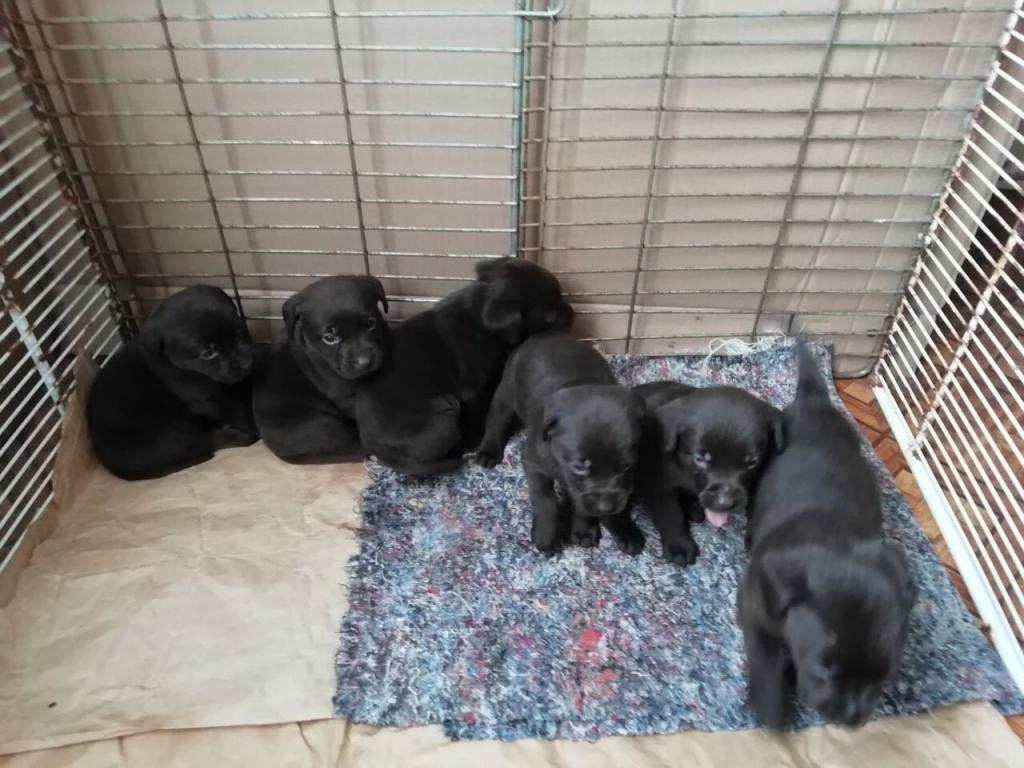 Labrador-štenci-