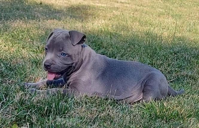 Pit bull blue nose štenci