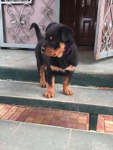 Rotvajler i Doberman stenci na prodaju