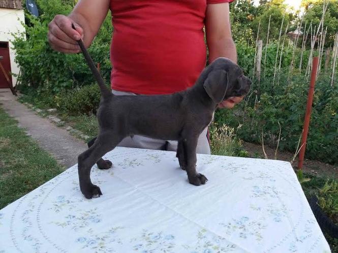 CANE CORSO - štenci