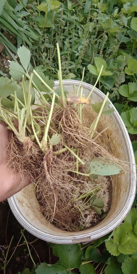 SADNICA-JAGODE-MJESECARKE-TEL-062780719