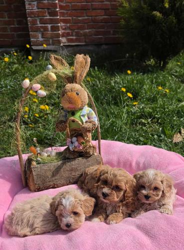 Predstavljamo vam novo leglo bebica maltipoo