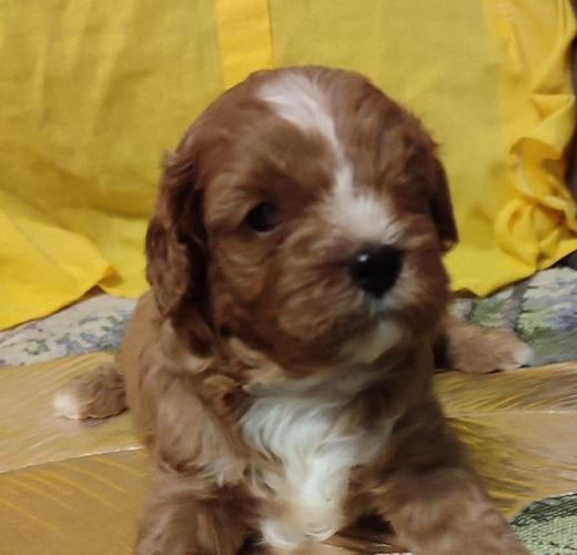 Cavapoo stenci 2025