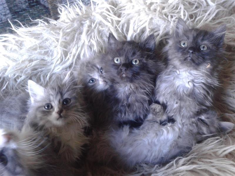 Maine-coon-macici