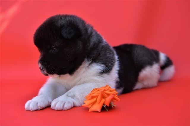 Američka-akita-štenci