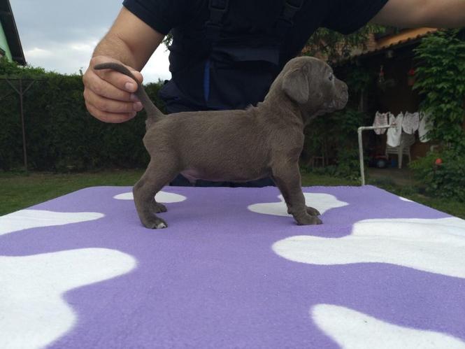 Cane corso stenci