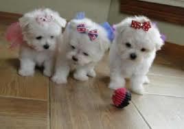 toy pudla