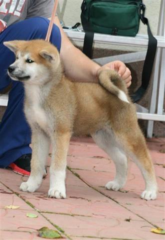 Stenci Akita Inu od odlicnih roditelja