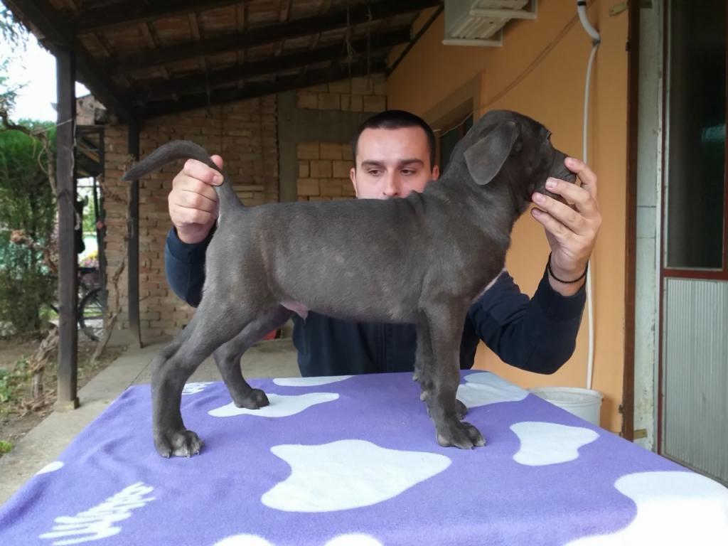 Cane-corso-štenci