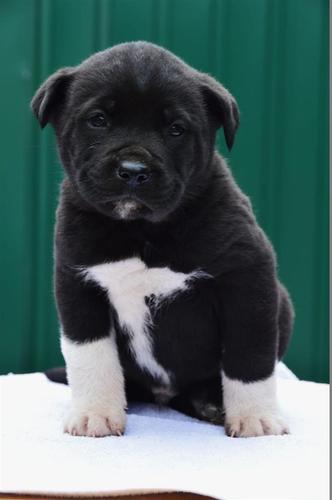 Cane corso štenci