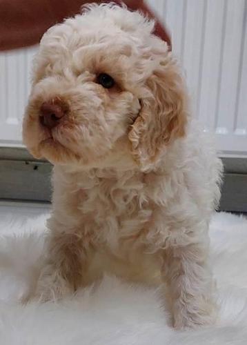 Lagotto Romagnolo štenci