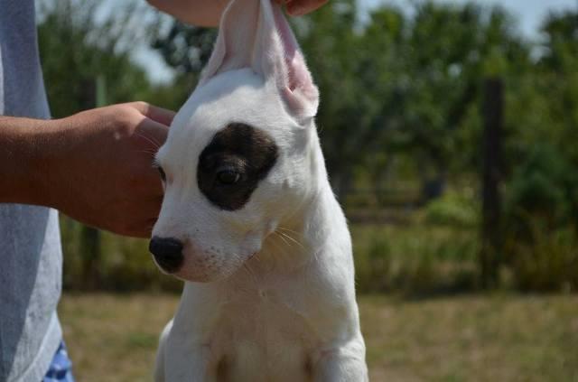 Dogo-Argentino--štenci