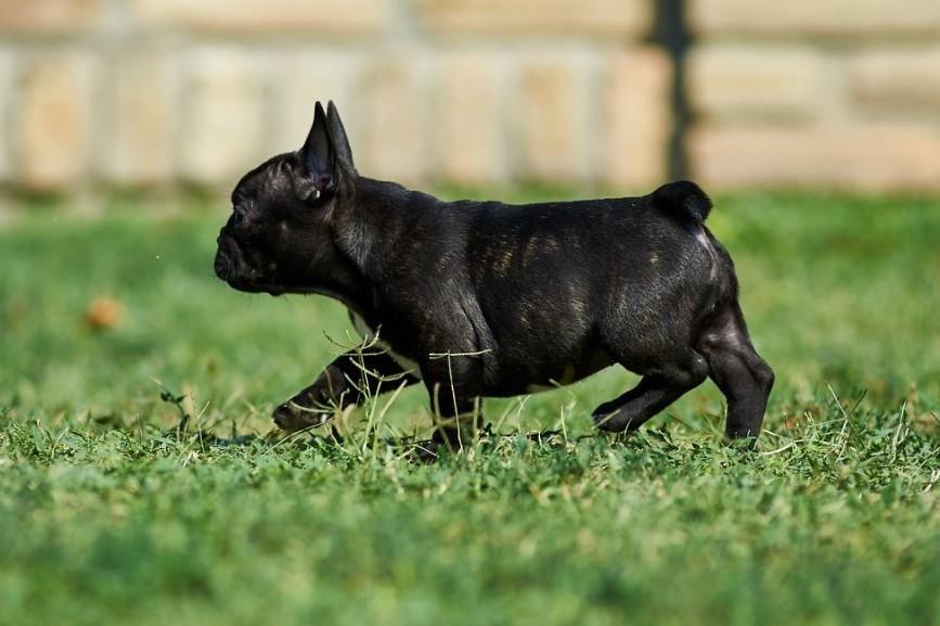 Francuski-buldog-štenci