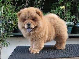chow chow