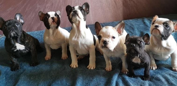 Francuski-buldog-štenci
