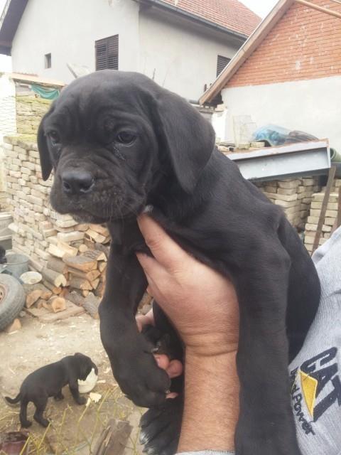 Cane-corso-stenci