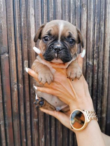 Francuski buldog 