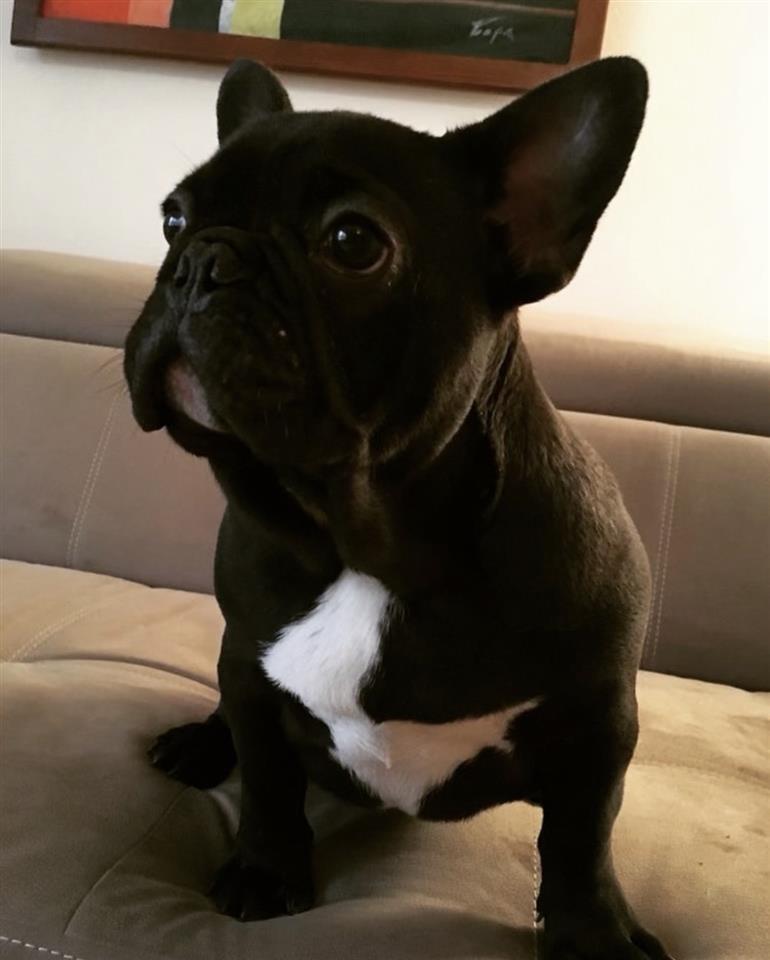 Francuski-Buldog